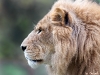 King of the Zoo