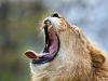 Roaring Yawn