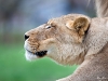 Stretching Lion