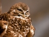 Owl in Hiding
