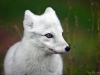 Energetic Arctic Fox