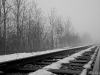 Tracks and tree line