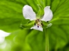 Nodding Trillium (Trillium cernuum)