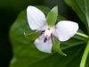 Nodding Trillium (Trillium cernuum)