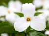 White Trillium