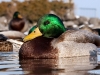 Relaxing male mallard