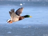 Mallard in flight 3
