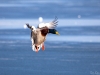 Coming in for a landing