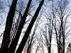 Winter forest