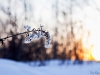 Winter flowers
