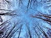 Fisheye Canopy