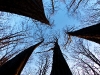 Fisheye Canopy 2
