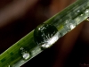 Nature's Marbles